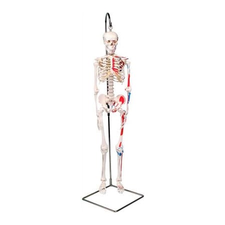 Fabrication Enterprises 3B Anatomical Model - Shorty The Mini Skeleton with Muscles on Hanging Stand 952523